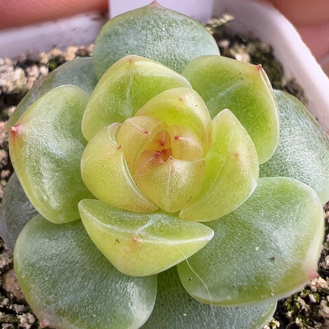 风花雪月孤品定繁