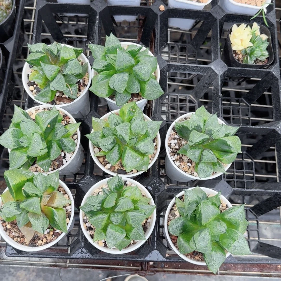 多头裹班若多肉植物一颗