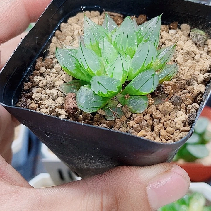 西亚姬新手好养的