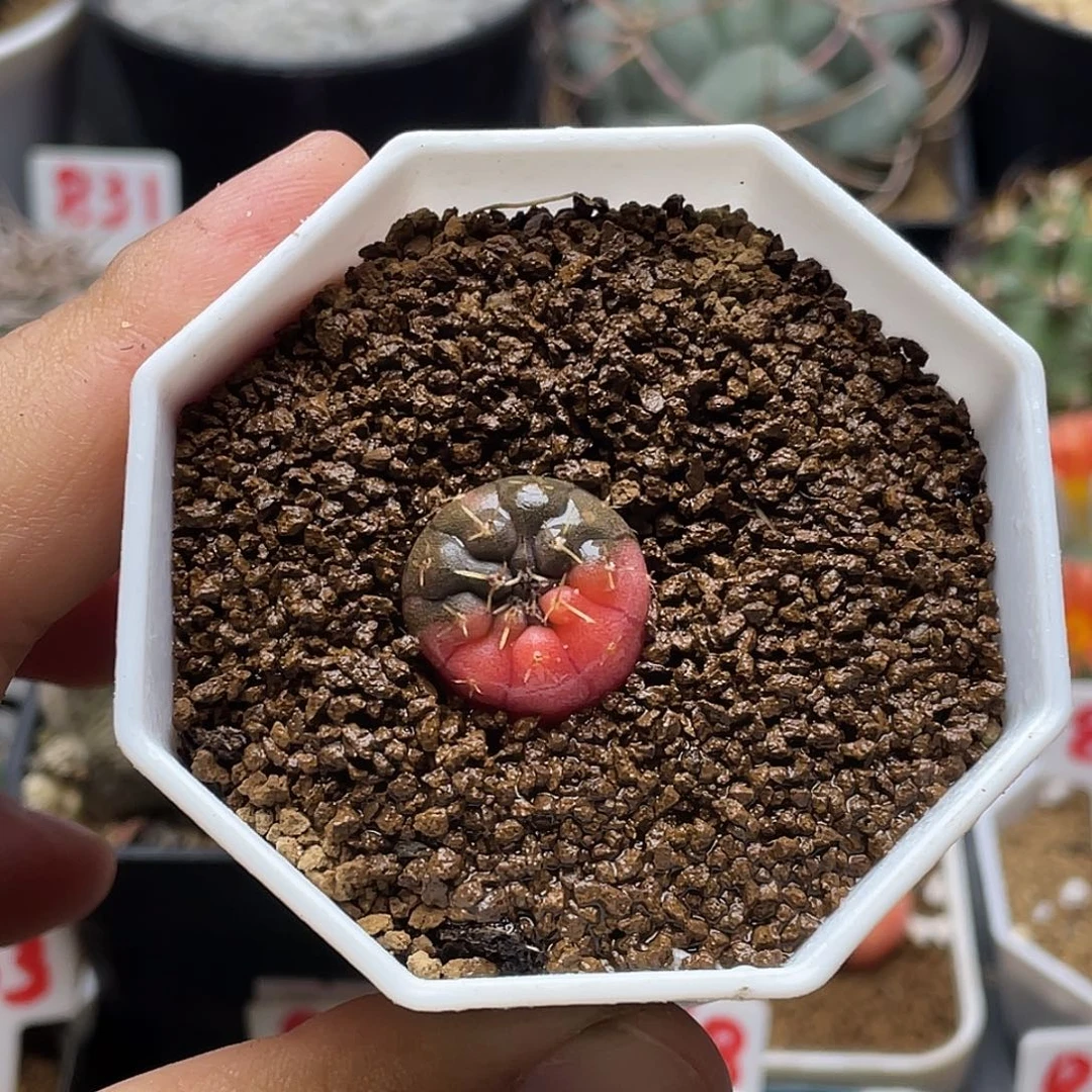 实生裸鄂 怪龙丸锦 包邮