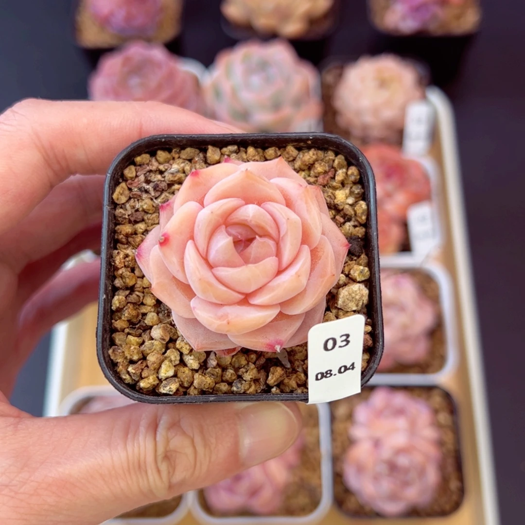 好好看03、哈哈哈哈哈