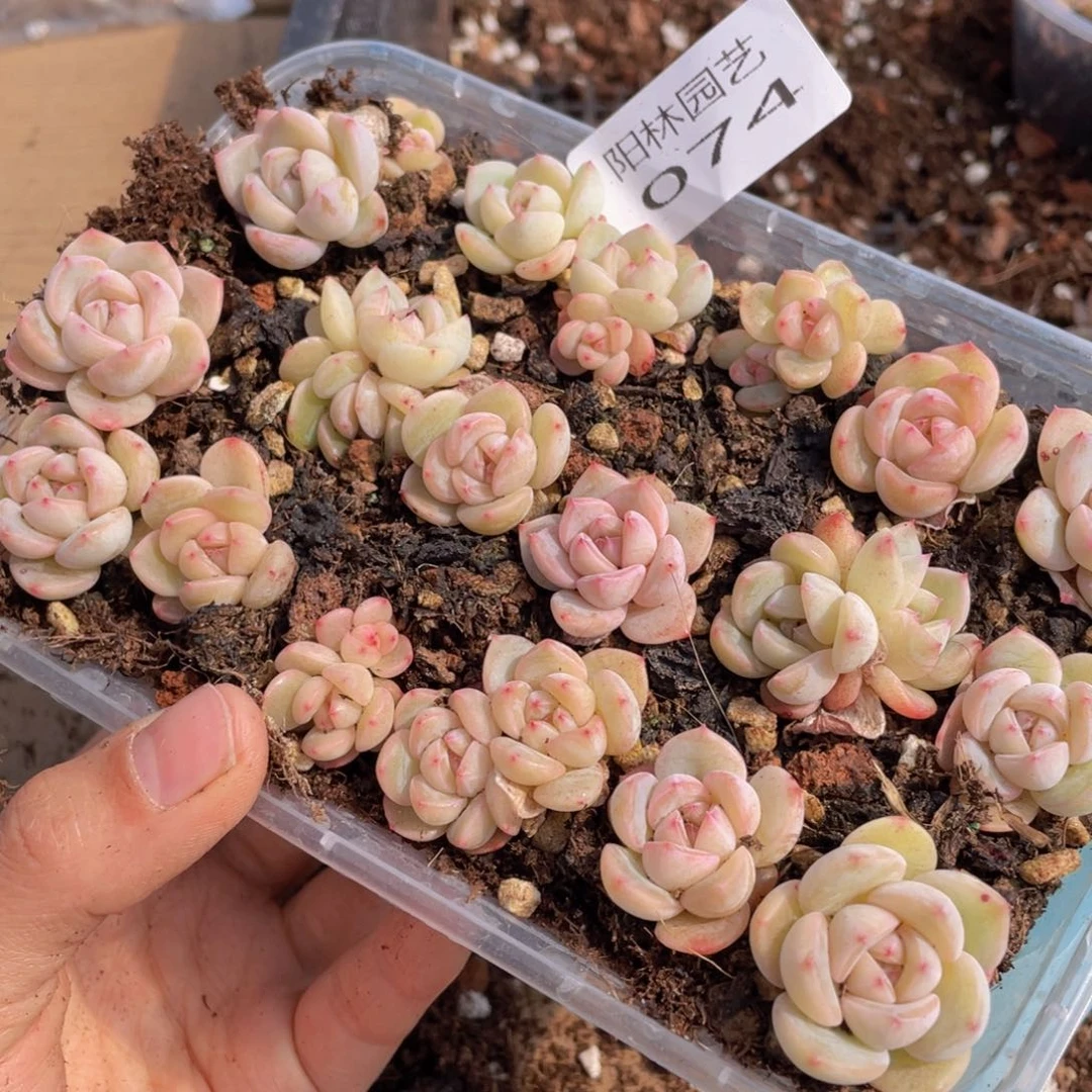 爱****?多肉植物多肉植物74