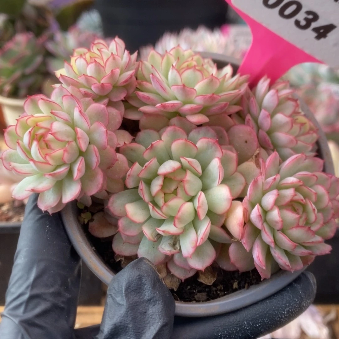 034黄覆轮梦幻玫瑰锦