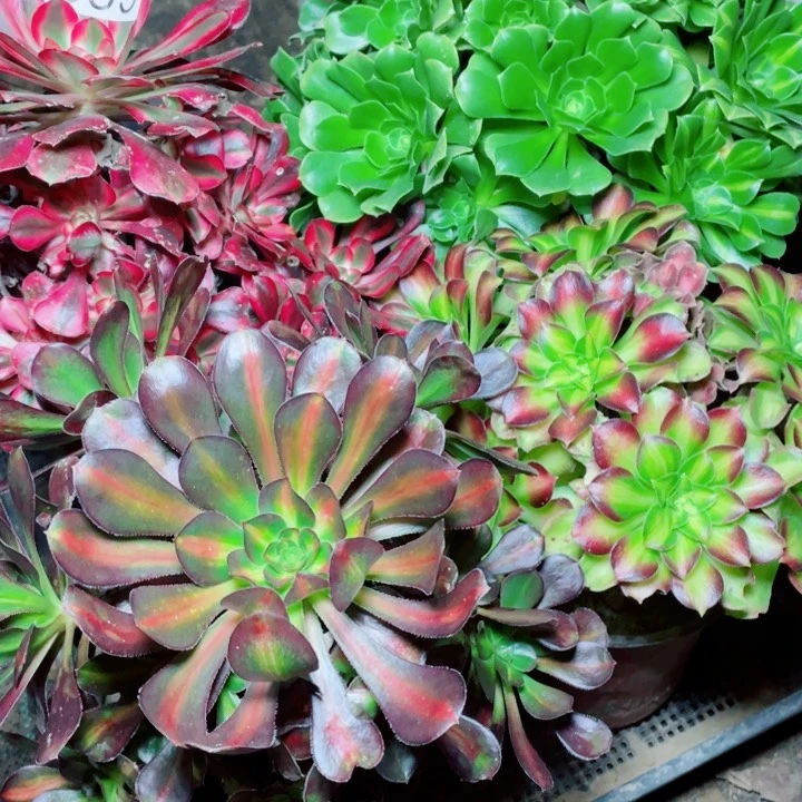 多肉植物组合839