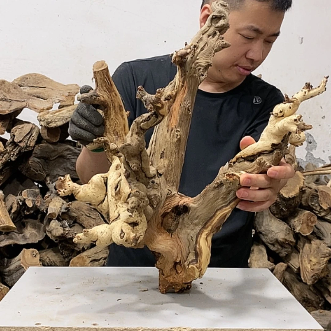 【闪购商品】柏木老***柏我们都是好孩子