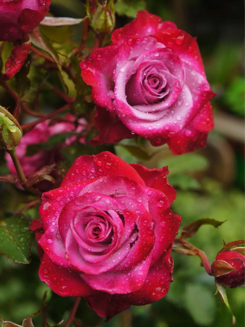 【如梦】芊喜花园精选月季 抗病丰花 露天高抗性实生根接苗