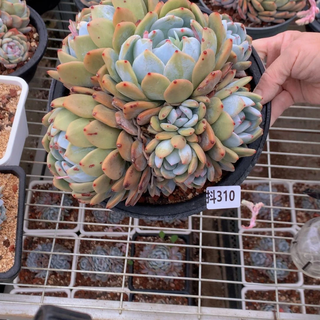 310多头一个小时左右即可享受