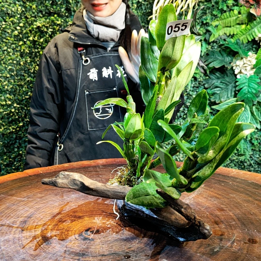 【闪购商品】055金钗花花