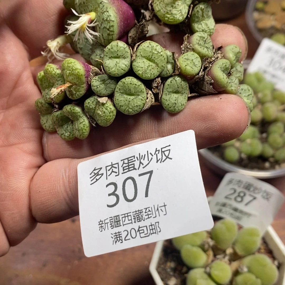 多肉蛋炒饭感谢您相伴307