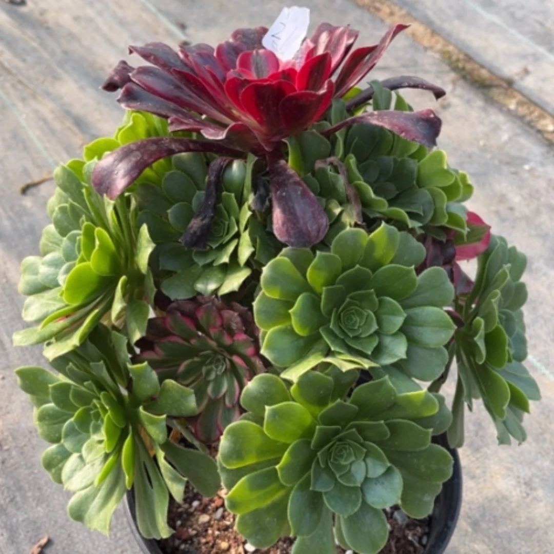 【闪购商品】21嫁接多肉法师