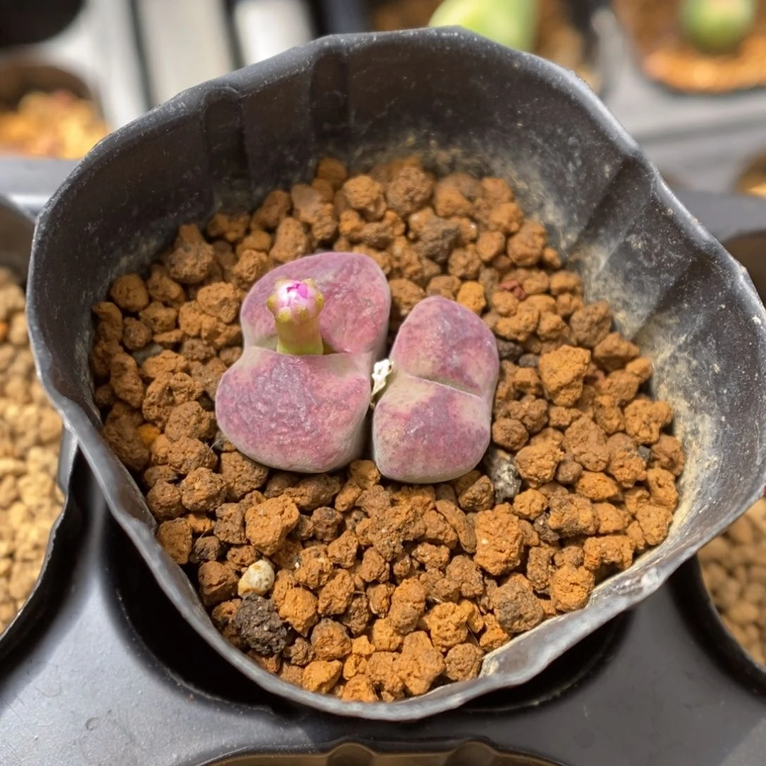 多肉植物肉锥杂交K-2402