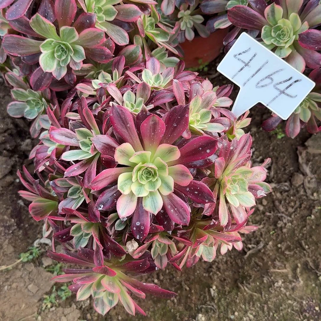 4164婚纱多肉法师多肉