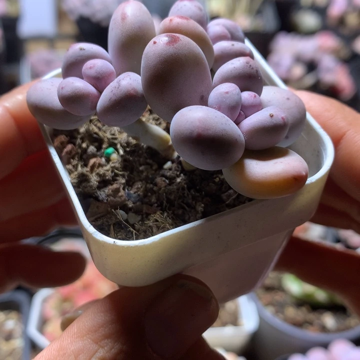 橙雪球多肉一物一拍