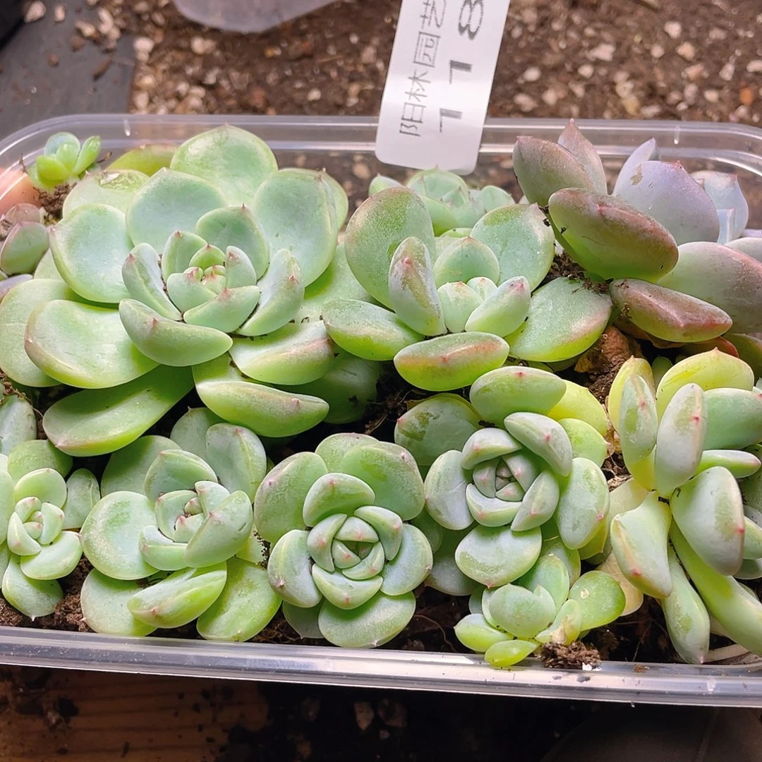 多肉植物多肉植物118