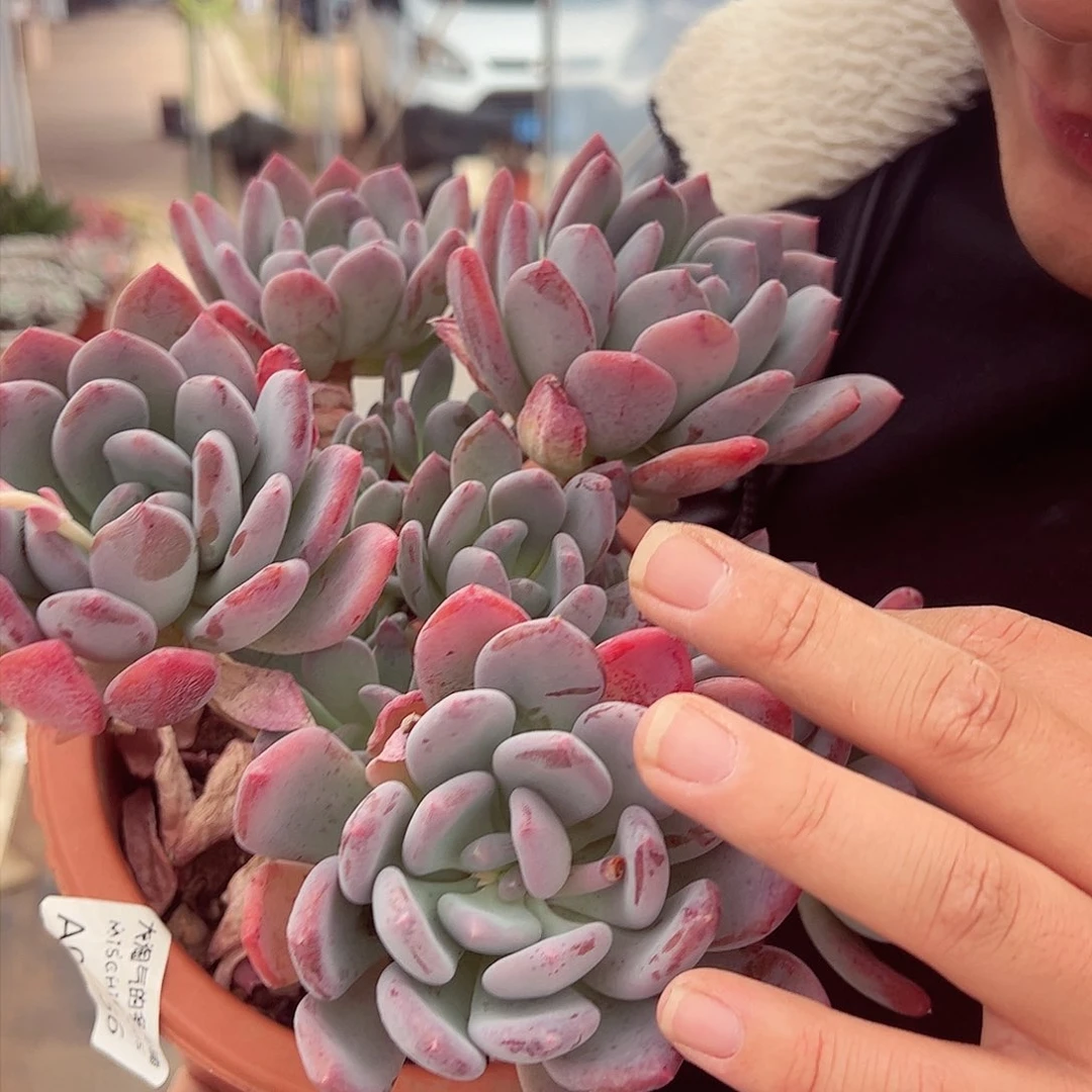 灰姑娘五大头起大盆群