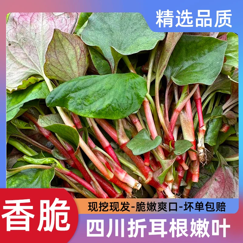 【现摘现发-坏单包赔】四川新鲜折耳根嫩叶鱼腥草嫩叶子嫩芽家乡菜