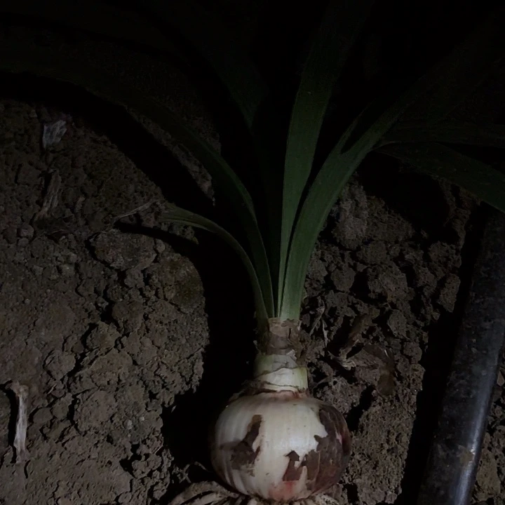 汤姆有标带土发货六左右