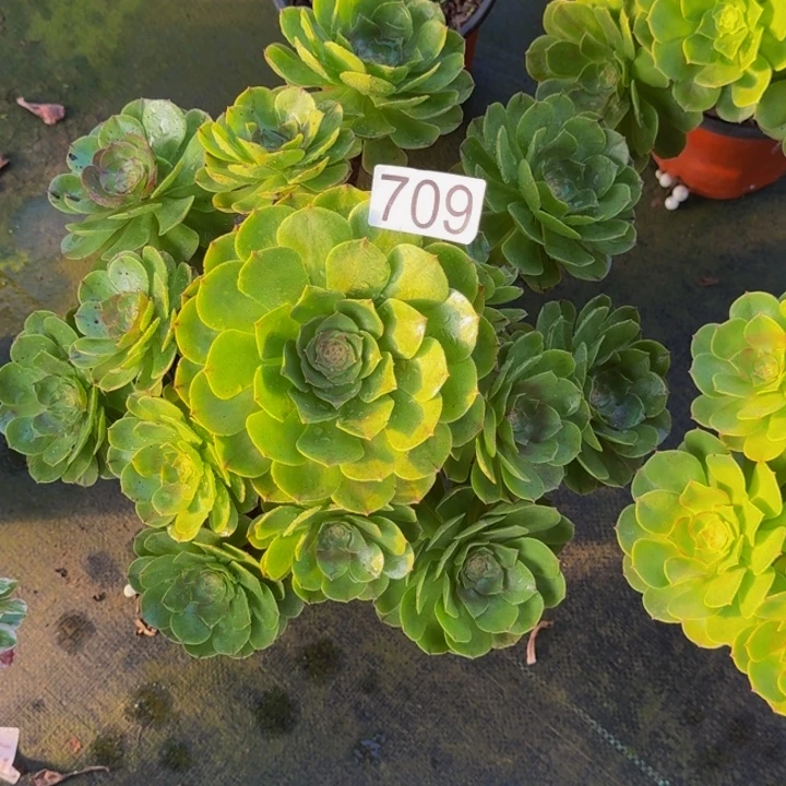 用***6000000000709沙拉碗