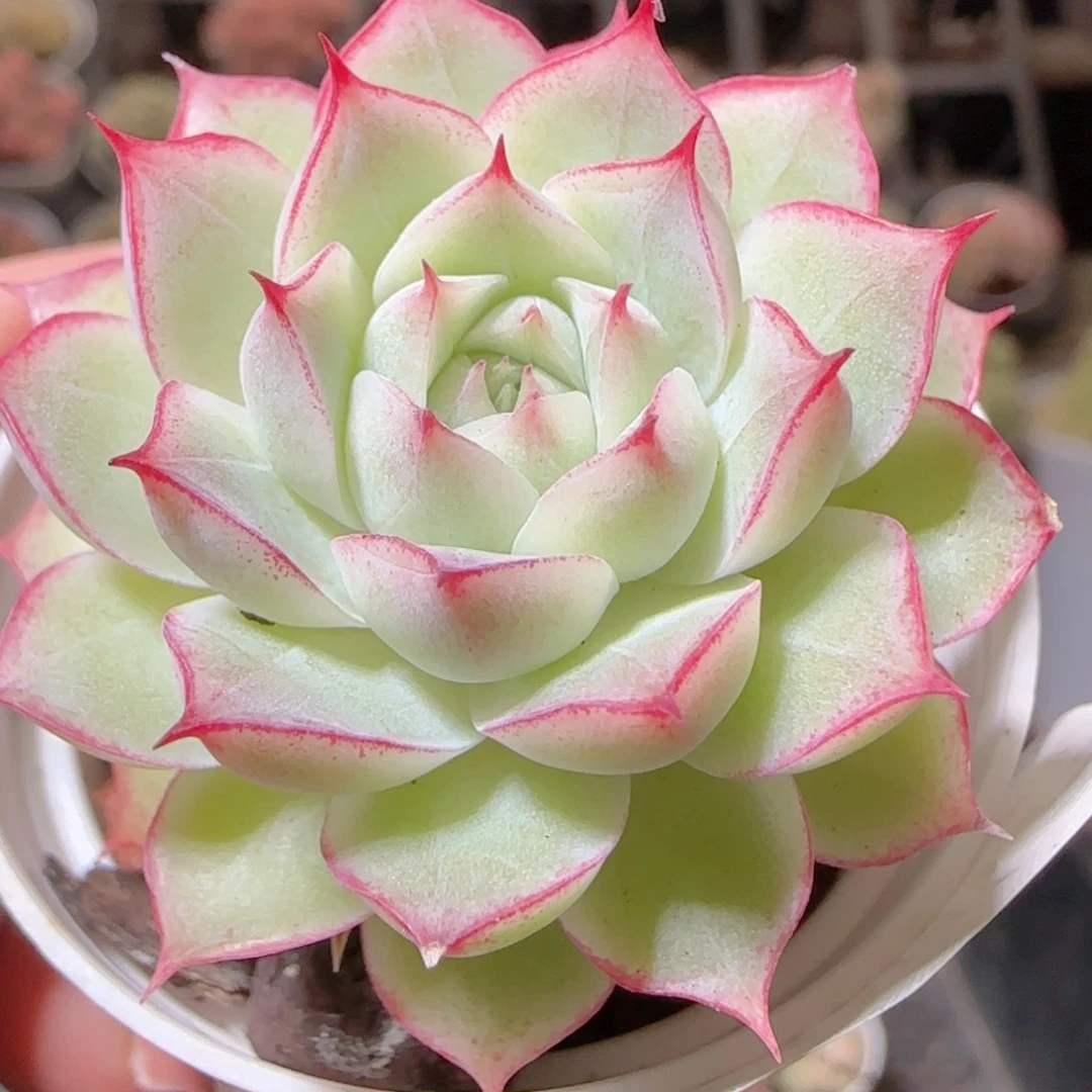 花语多肉1216-106女王