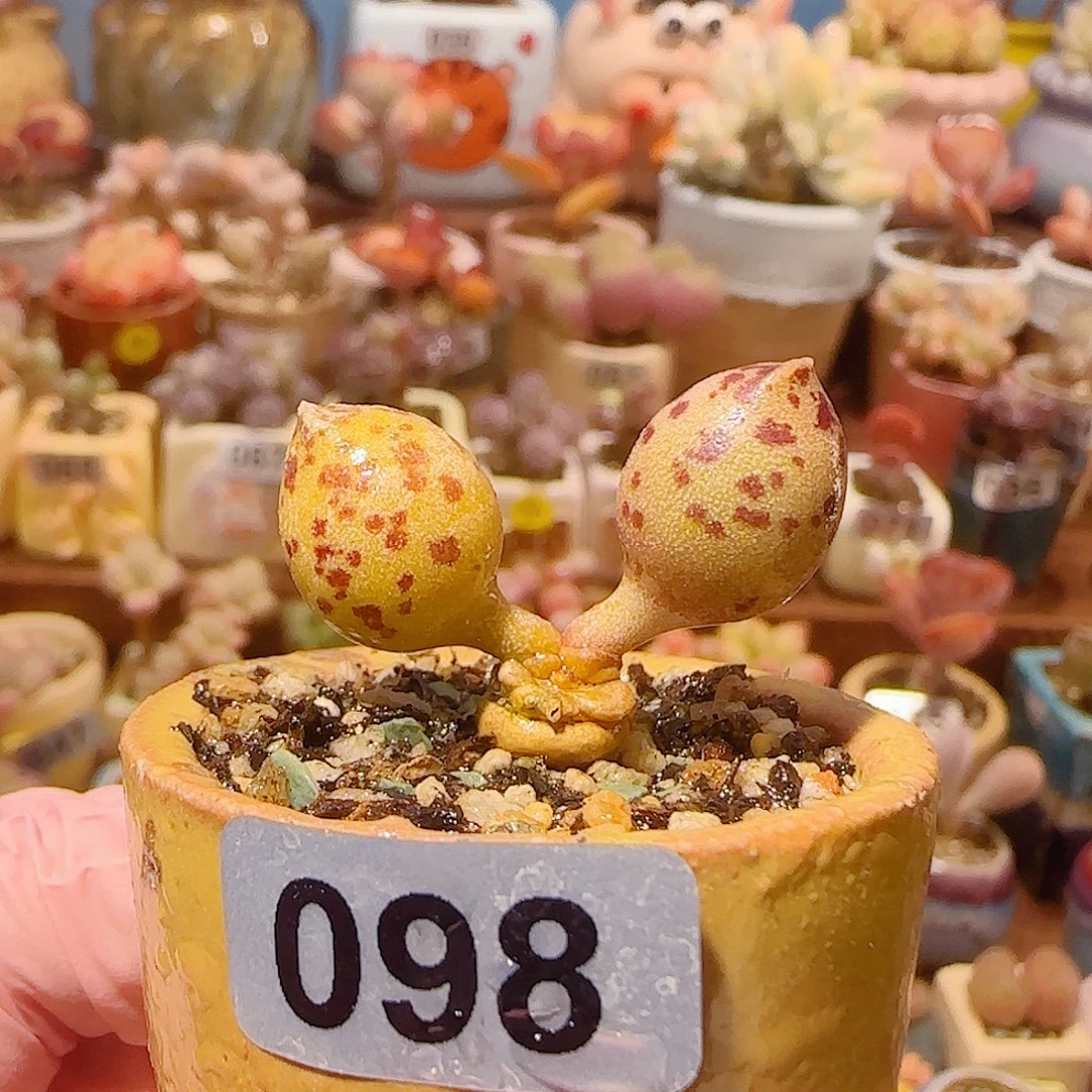 T达摩黄金海豹盆口2.5cm