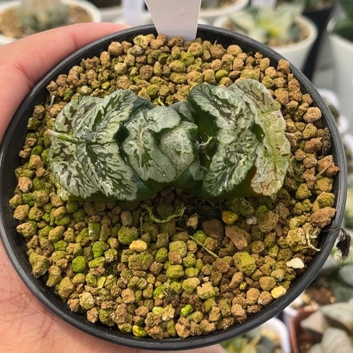 小**儿27玄武发发发发发发