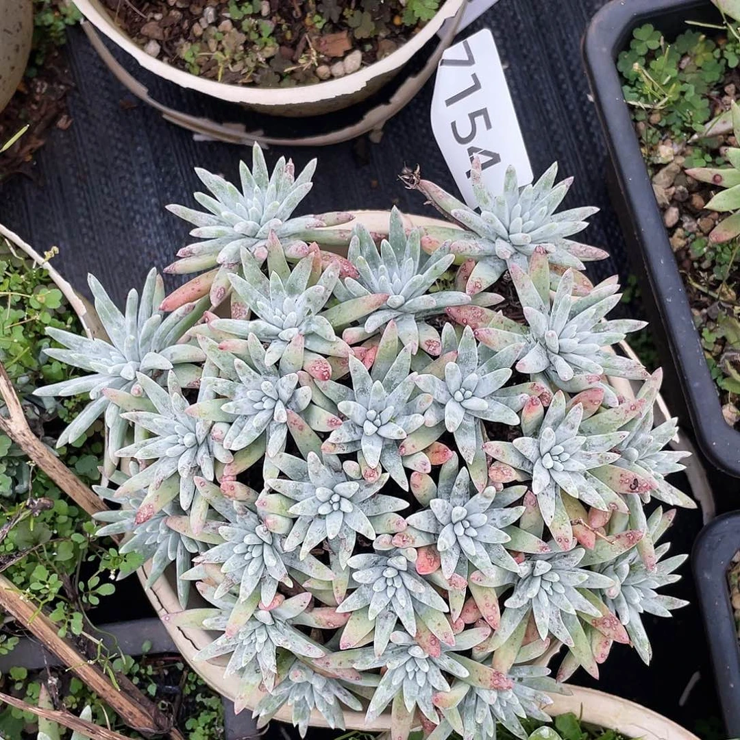 刘丹杂白菊多头老桩7154