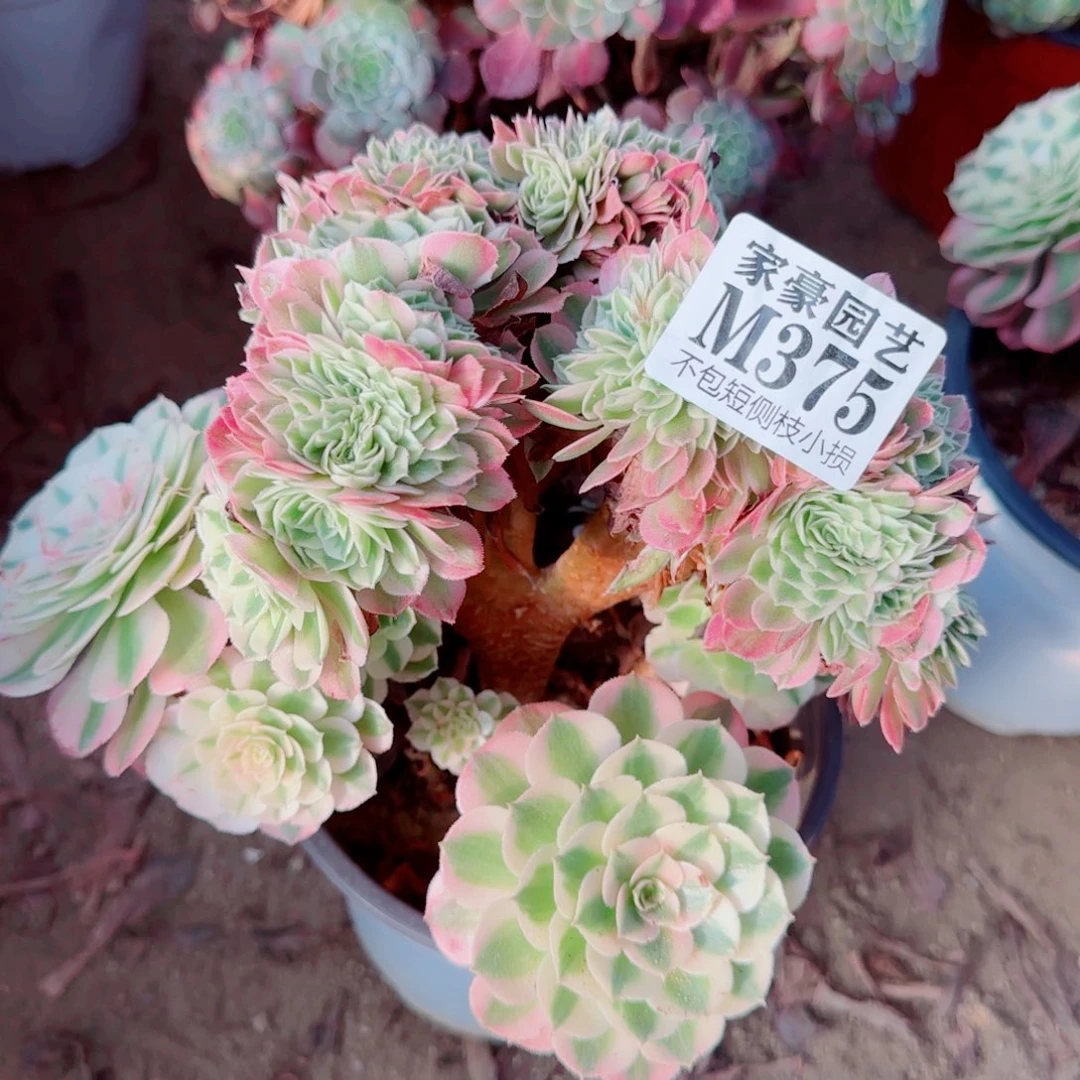 荔枝缀化375冠幅20