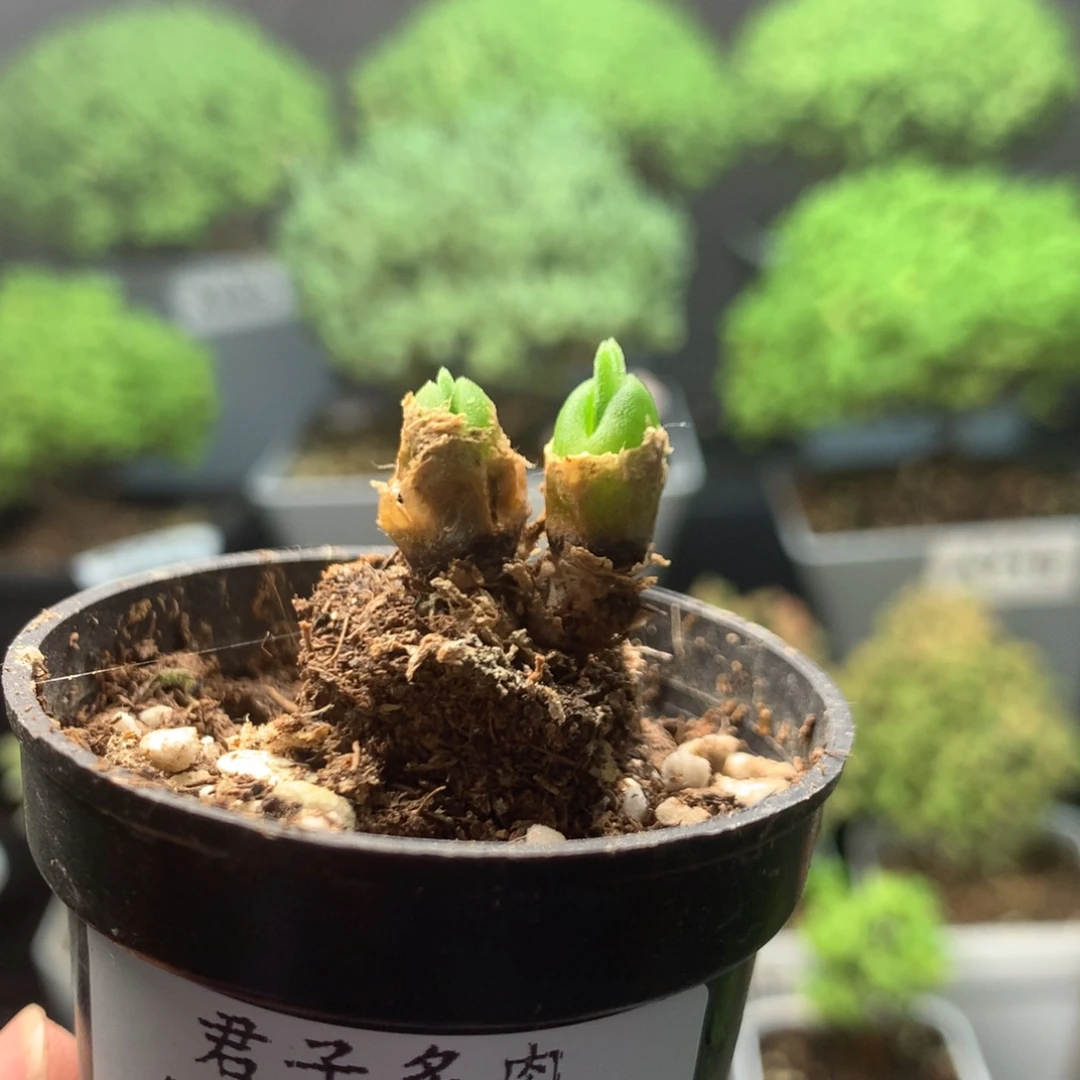 785碧光环。