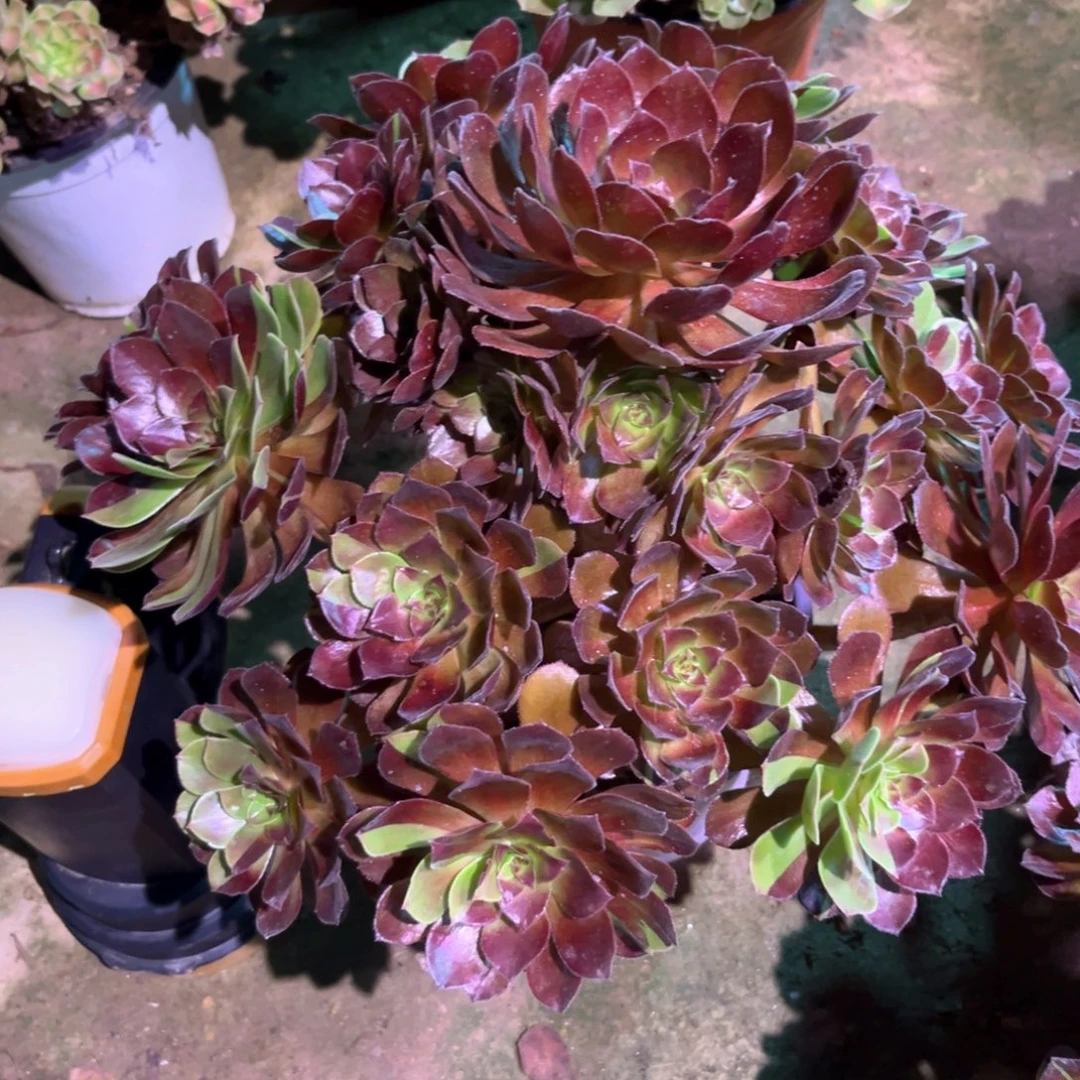 多肉植物黑美人00173