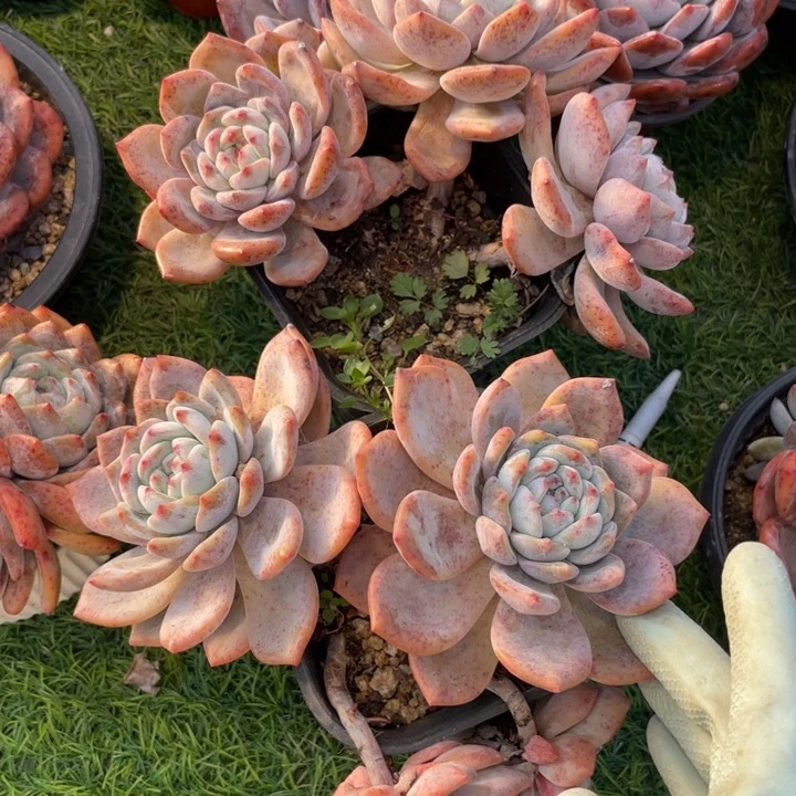 突尼斯飘枝树 烟台