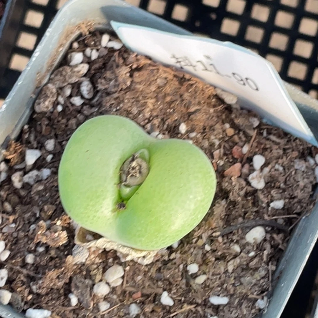 11-90翠光多肉植物