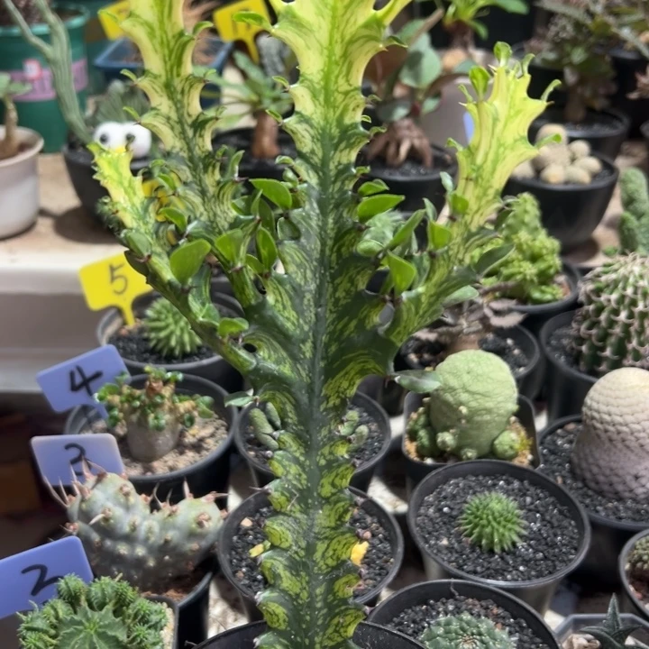 龙骨锦带盆1111111111