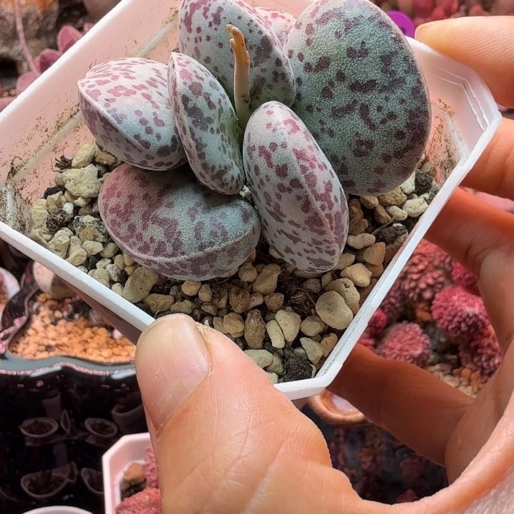 君亲爱的我想你了想你