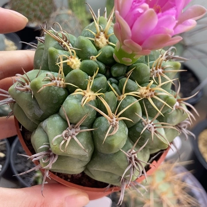 实生仙人球球球球球