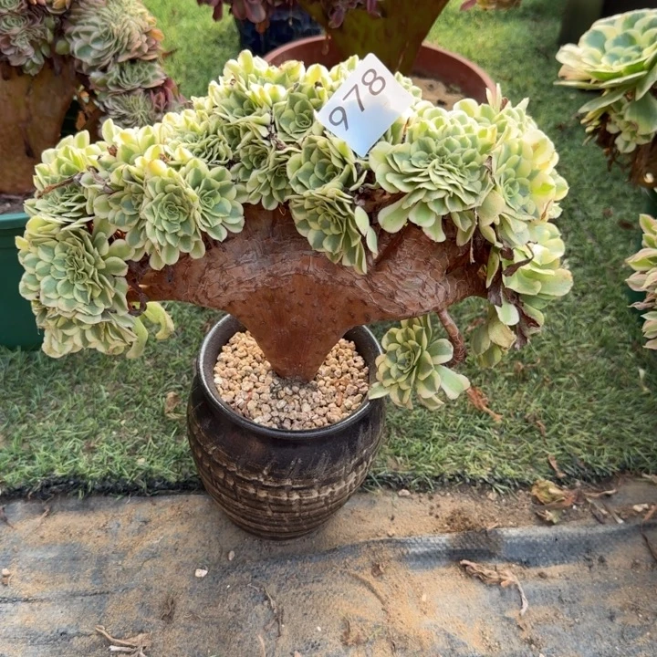 绿豆沙法师缀化978