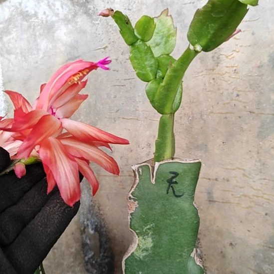 红拉丝零度之上包邮包邮174