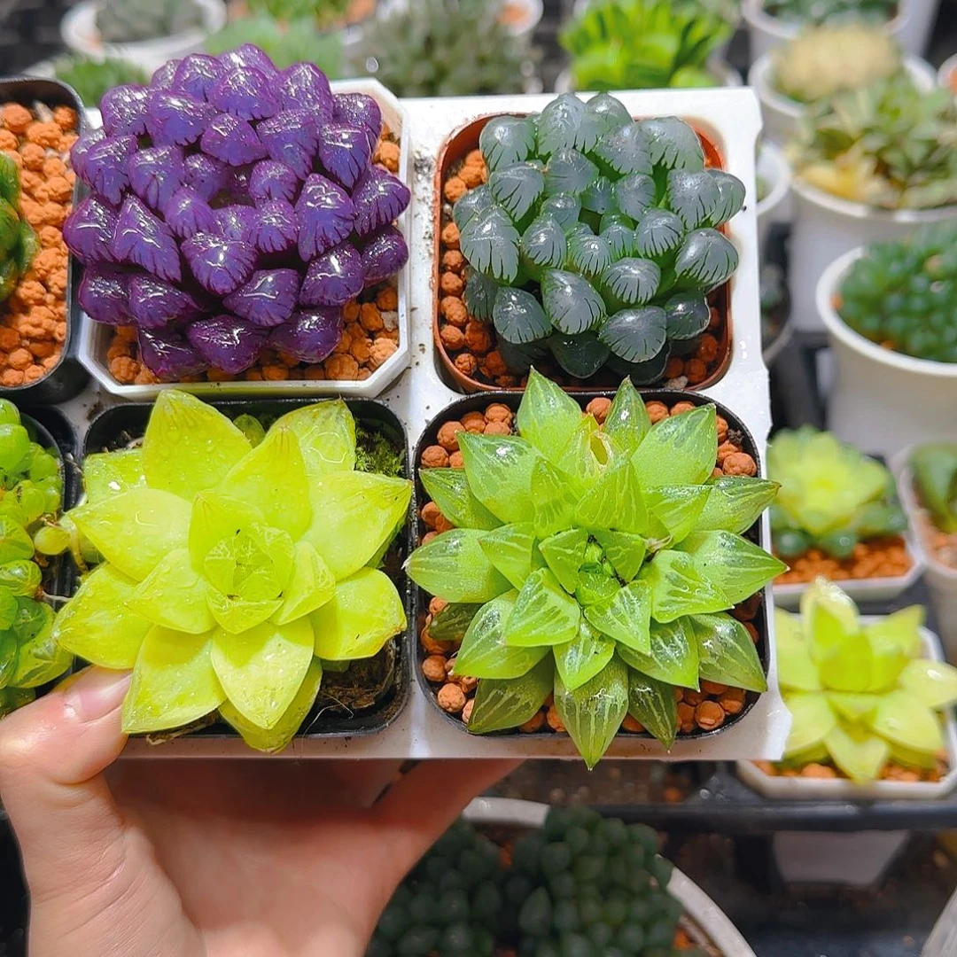 紫宝石，冰灯，黄金，玉露寿，原盆