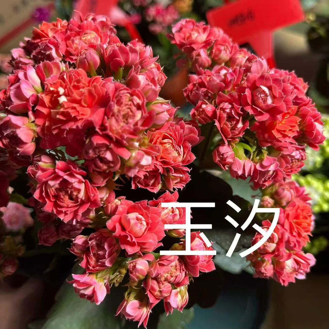 【玉汐】110盆长寿花(任意两单起发)