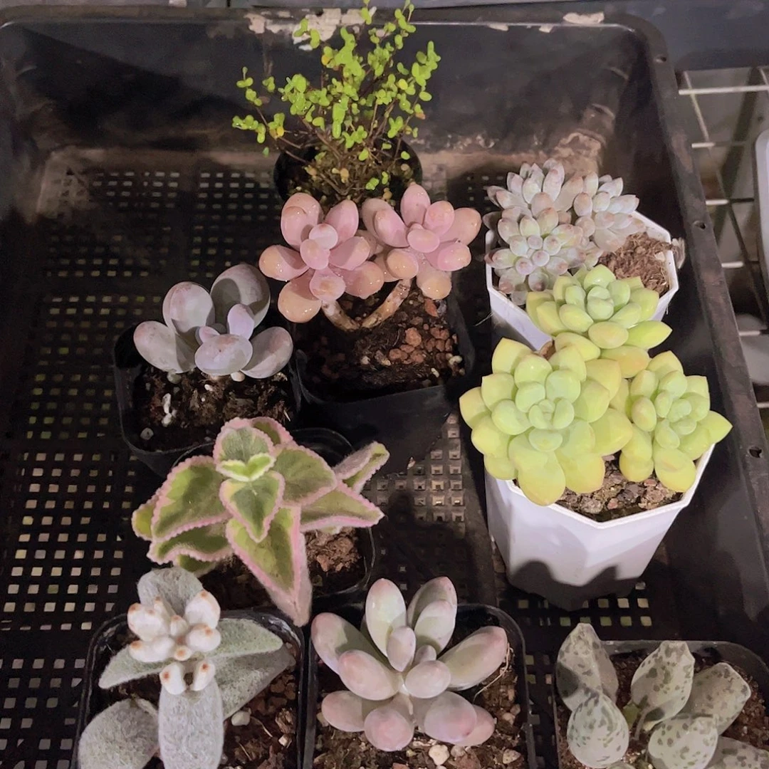 多肉654多肉植物，
