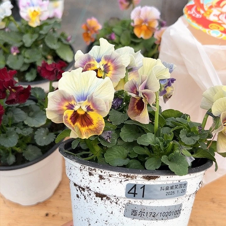 红陶抖音直播闪拍41