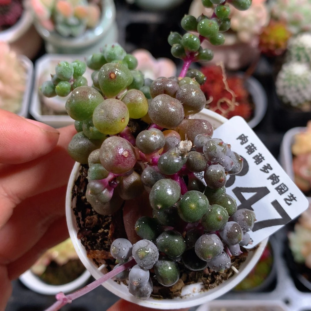 5CM拇指盆精控多肉ZC847