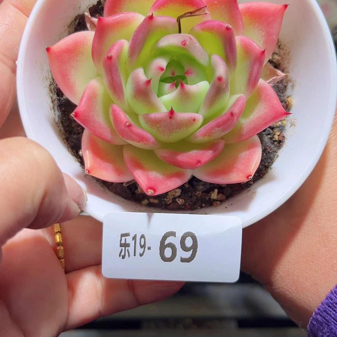 木乐19-69蓝龙单头