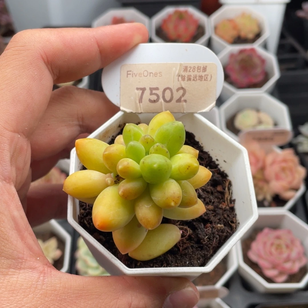 黄香蕉7502-5厘米