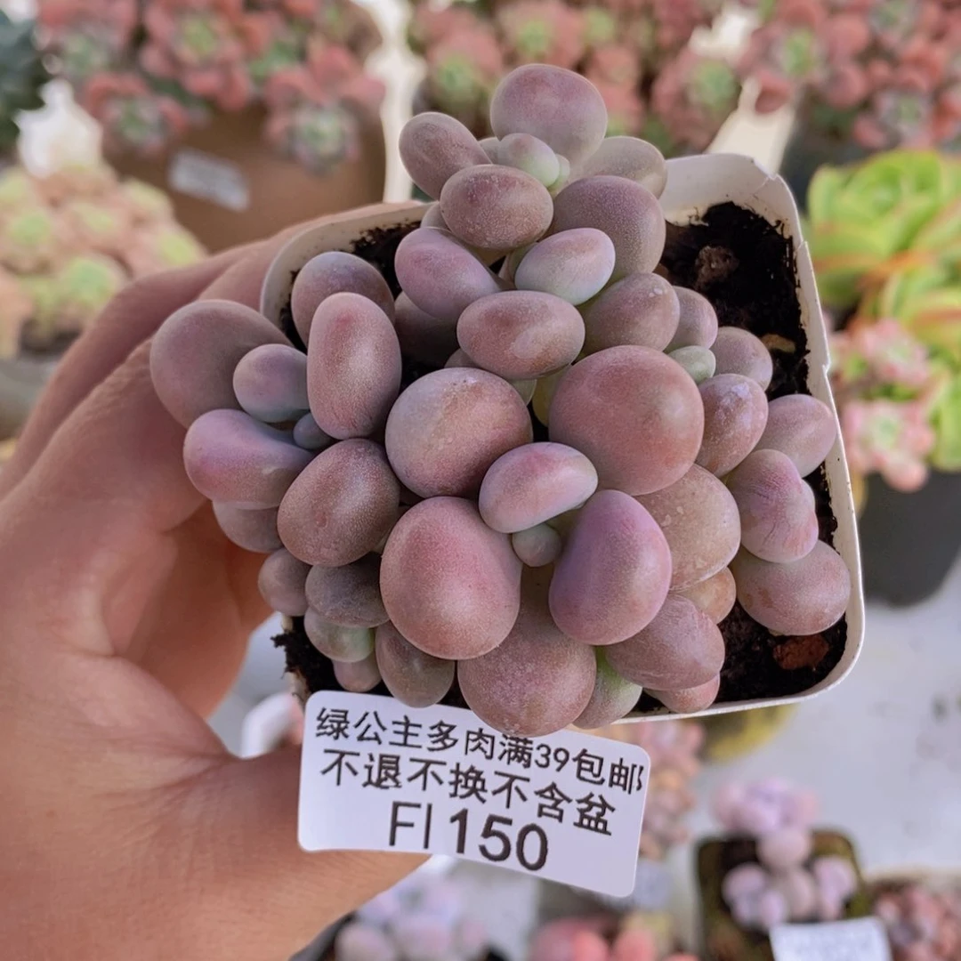 桃蛋6cm150多肉植物