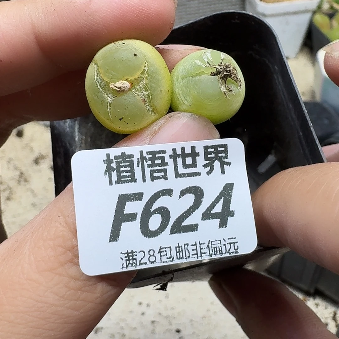 多肉植物的润泽fbb