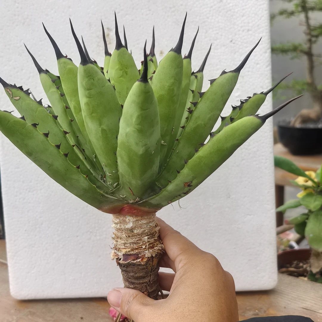 绿姬八荒殿龙舌兰一物一拍潮流块根仙人球植物