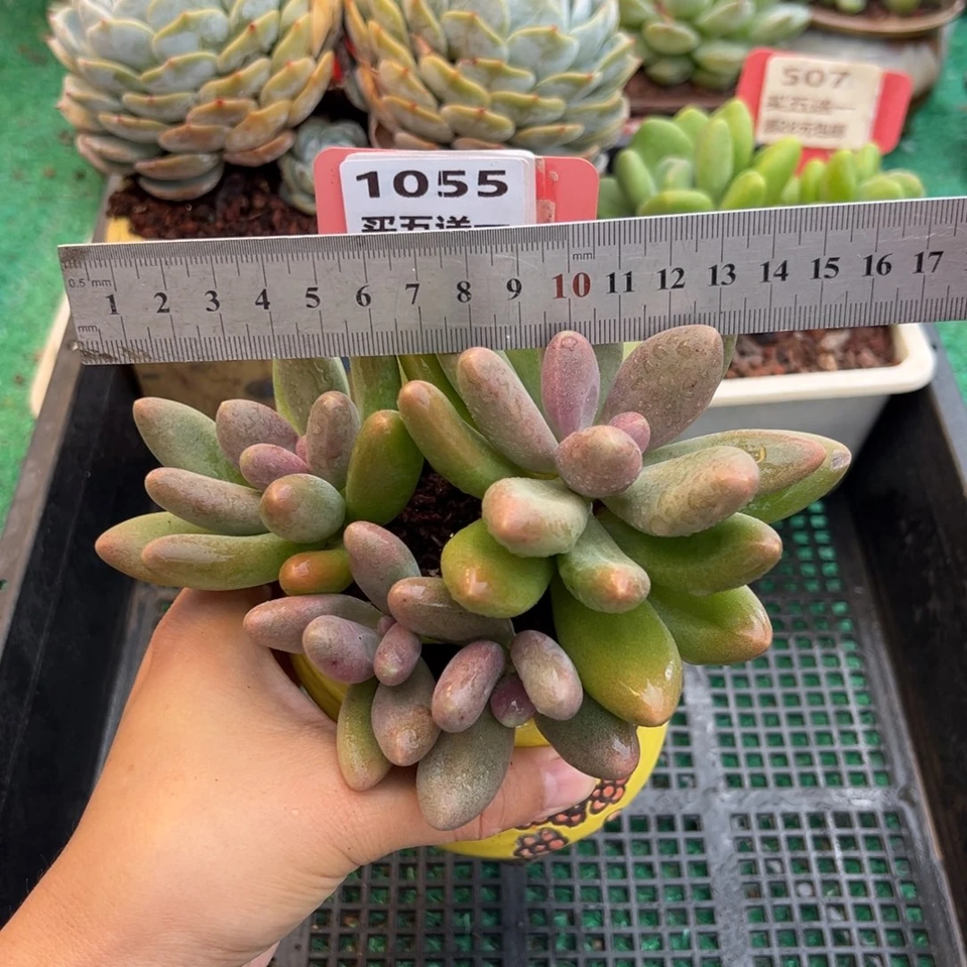 表妹精品多肉植物1055.