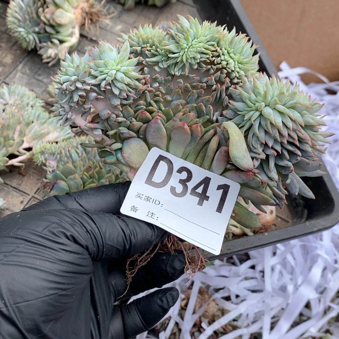 太***阳341 星影树缀哇哇哇哇