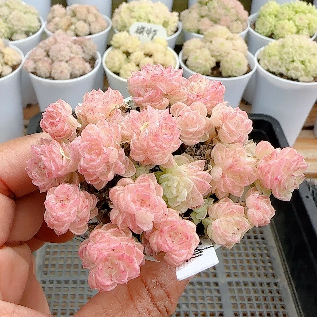 1225-79（ttp-229）优选