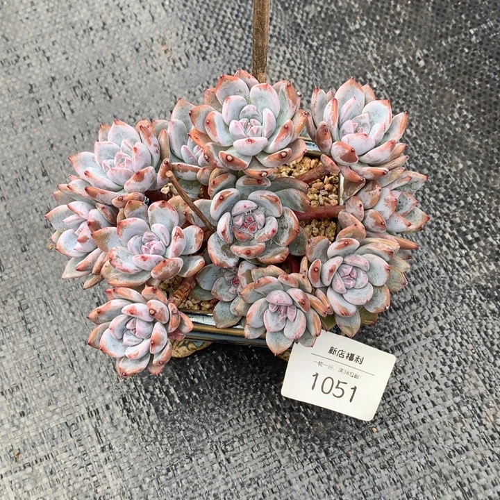 1051蓝天专拍石榴籽默认有砍